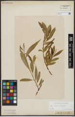 Foto von Salix alba L. x Salix fragilis L.